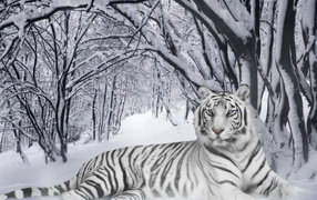 White Tiger in the woods