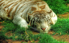 Белый тигр на траве