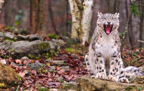 ferocious snow leopard