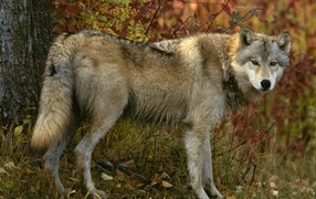 Gray wolf in the wood