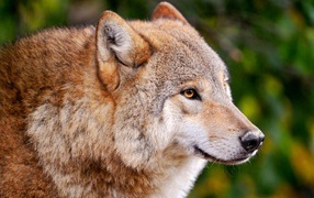 Gray wolf on hunting