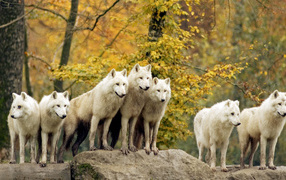 Pack of white wolves