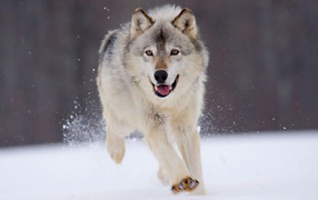 Волк на охоте