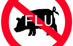 Swine Flue H1N1