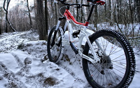 Велосипед в лесу