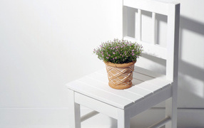 Горшок с цветком на стуле