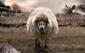 Sheep in a helmet