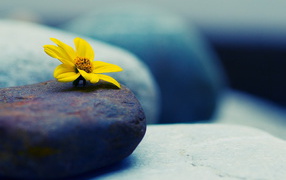 Камни и цветок