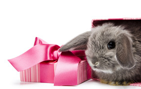 Ушастый подарок