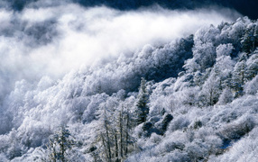 Заснеженные деревья