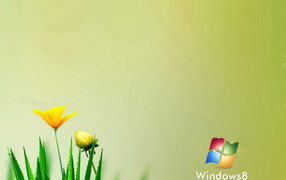 Windows 8 aloe