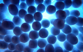 Windows Vista - обои на рабочий стол