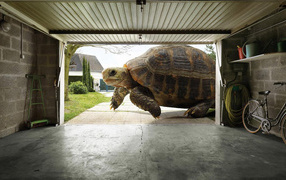 A huge turtle
