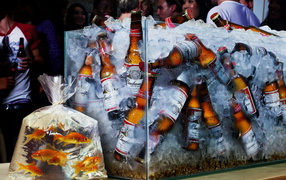 Аквариум с пивом