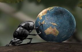 Жук навозник