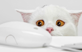 Кошки-мышки