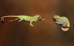 Хамелеоны