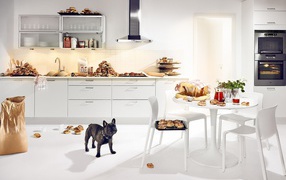 Собачье счастье