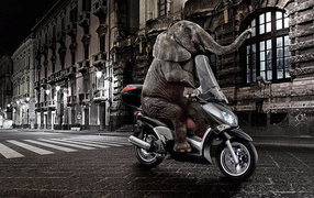 Elephant on a moped