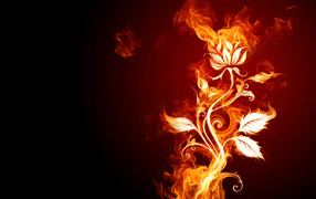 Огненный цветок