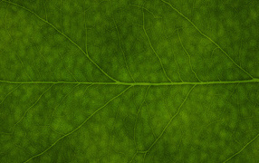 Зеленая листва