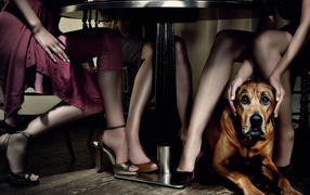 Дамский угодник