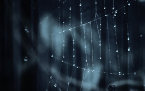 Паутина паук лес