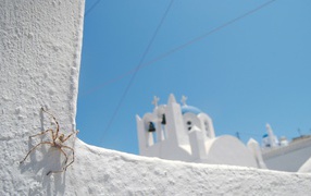 Spider on a white stone wall