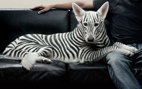 Полосатая собака