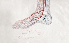 Кровеносные сосуды ноги