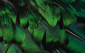 The green peacock feathers