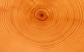 The texture of the tree rings