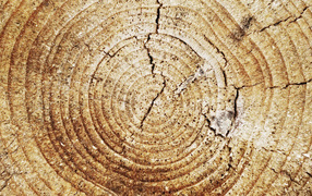Кольца дерева