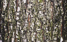 Древесная кора