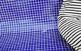 Зебра в бассейне