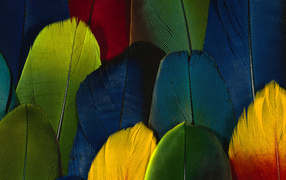 parrot Feathers