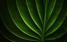 Neon leaf