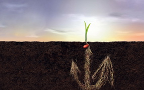 Корни как якорь