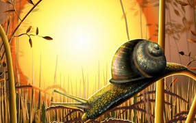 Snail in the sun