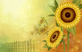 Цветы подсолнуха