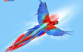 parrot picture