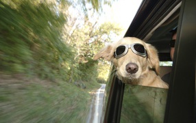 Любитель скорости