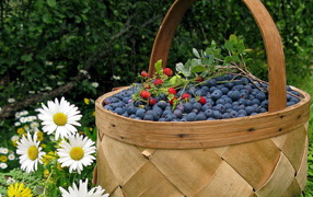Корзина черники