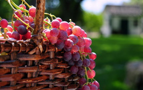 Корзина с виноградом