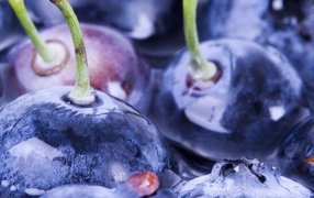 Ягоды черники