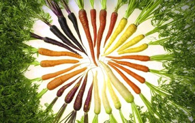 Color carrot