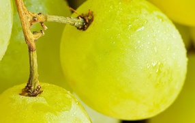 Виноград на веточке