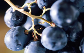 Виноградная лоза