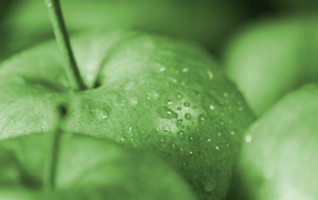 Зеленые яблочки