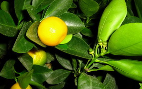 Лимончики